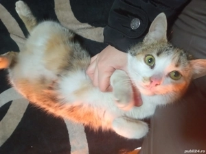 Donez pisica inavatata la litiera  - imagine 3