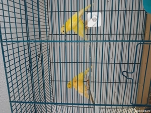 Canari timbrado cantec