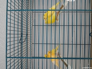 Canari timbrado cantec - imagine 2