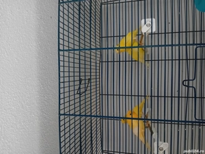 Canari timbrado cantec - imagine 3