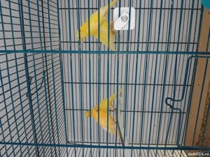 Canari timbrado cantec - imagine 4