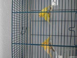 Canari timbrado cantec - imagine 5