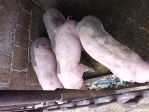 Grasuni 50-60 kg - imagine 3