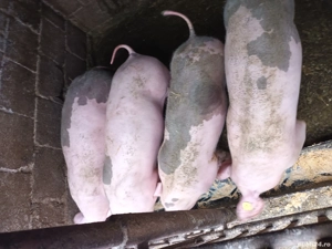 Grasuni 50-60 kg - imagine 2