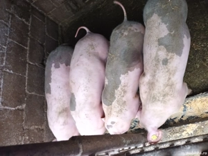 Grasuni 50-60 kg - imagine 4