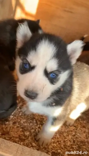 Husky Siberian baietel