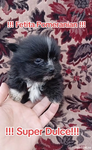 Asigur transport !!! Pui Pomeranian negru masculi si femele !!! - imagine 3
