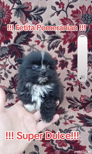 Asigur transport !!! Pui Pomeranian negru masculi si femele !!! - imagine 5