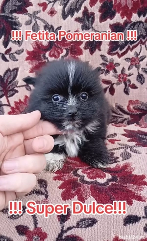 Asigur transport !!! Pui Pomeranian negru masculi si femele !!! - imagine 4