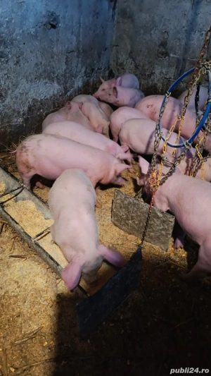 Purcei marele alb cu pietrean - imagine 3