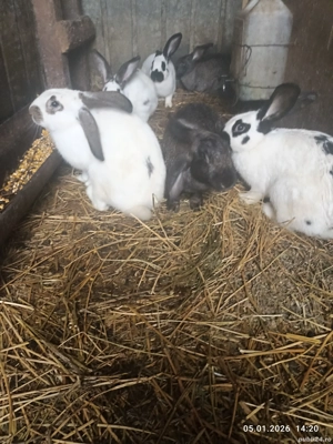 Iepurași   - imagine 5