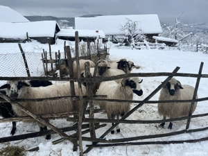 vând 9 oi și un berbece