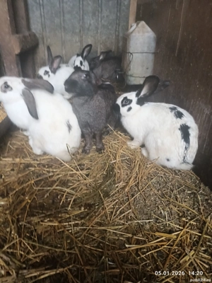 Iepurași   - imagine 4