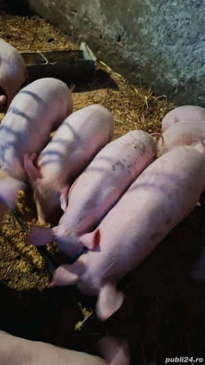 Purcei marele alb cu pietrean - imagine 2