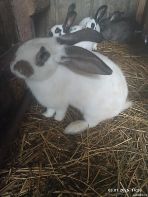 Iepurași   - imagine 2