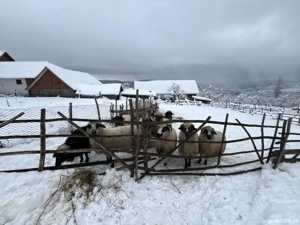 vând 9 oi și un berbece - imagine 2