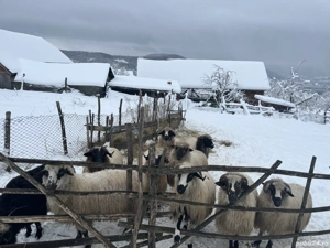 vând 9 oi și un berbece - imagine 5