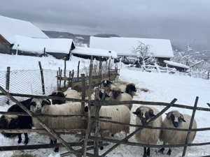 vând 9 oi și un berbece - imagine 3