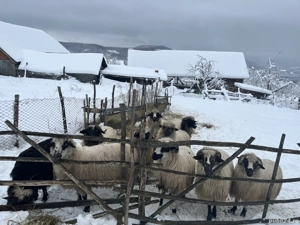 vând 9 oi și un berbece - imagine 4