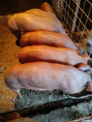 vand grostei - imagine 3