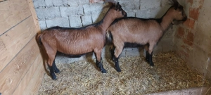 De vânzare alpina franceza  - imagine 2