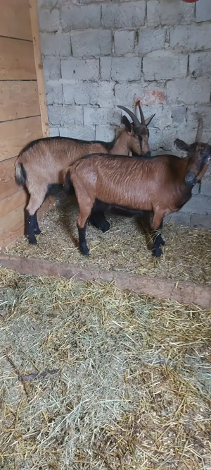 De vânzare alpina franceza  - imagine 3