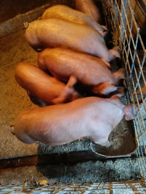 vand grostei - imagine 4