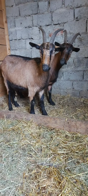 De vânzare alpina franceza  - imagine 4