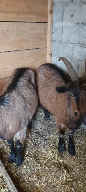 De vânzare alpina franceza  - imagine 5