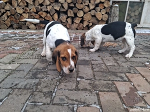 Vand catei rasa Beagle  - imagine 2