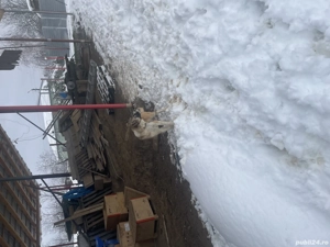 Cățea de Kangal cu volkodav  - imagine 3