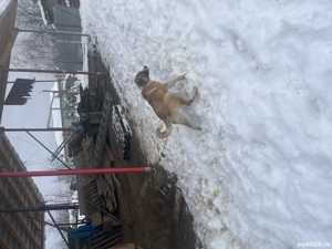 Cățea de Kangal cu volkodav  - imagine 2