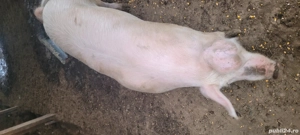 Vând  scrofiță gestantă!