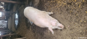 Vând  scrofiță gestantă! - imagine 2