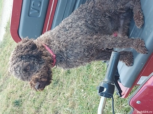 Lagoto Romaniolo caini de trufe - imagine 2