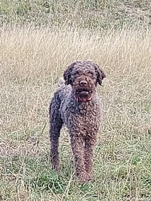 Lagoto Romaniolo caini de trufe - imagine 3