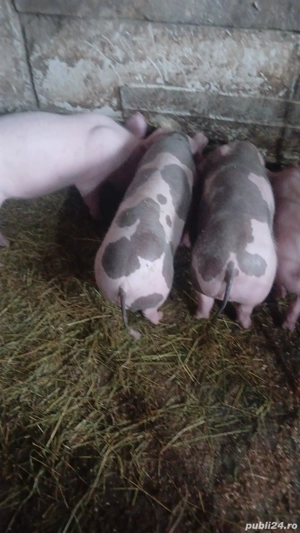 Vând purcei 2 luni ,  pietrean 