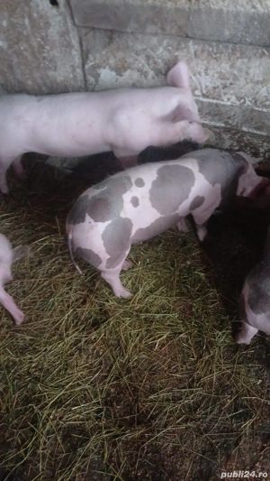 Vând purcei 2 luni ,  pietrean  - imagine 3