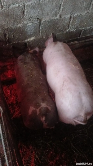 Vând purcei 2 luni ,  pietrean  - imagine 4