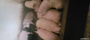 Vând porci ptr sacrificat 