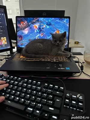 Pisicute British Shorthair