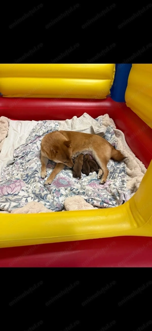 pui shiba inu - imagine 4