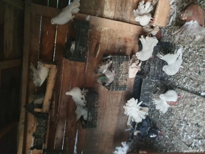 Porumbei rotați ( curcanasi)  - imagine 2