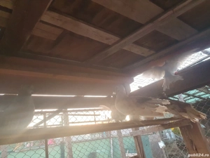 Porumbei rotați ( curcanasi)  - imagine 3