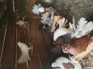 Porumbei rotați ( curcanasi)  - imagine 4