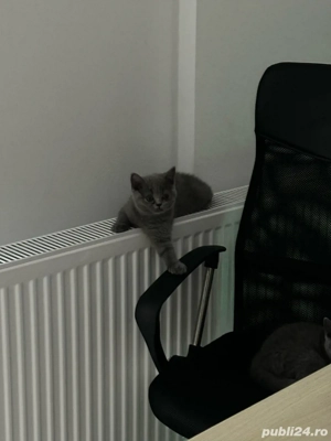 Pisicute British Shorthair - imagine 2