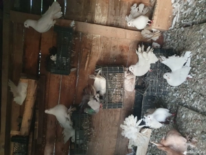 Porumbei rotați ( curcanasi)  - imagine 5