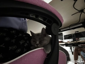 Pisicute British Shorthair - imagine 3