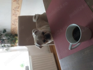 Vând câine rasa pug (mops) alb - imagine 5