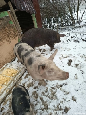 Purcele 60+kg - imagine 5